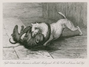 Ünlü bir maymun olan Jacco Macacco ile Bay Thomas Cubb'un iyi bilinen kaltağı Puss arasındaki kavga by Edwin Landseer