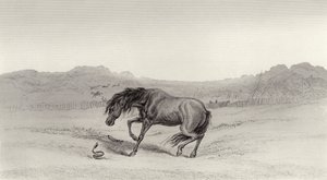 Şaşırdım! by Edwin Landseer