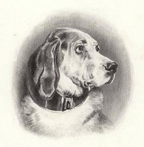 Kan Tazısı by Edwin Landseer