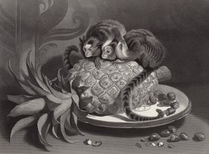 Marmozetler by Edwin Landseer