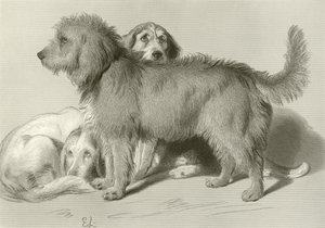 üç köpek by Edwin Landseer