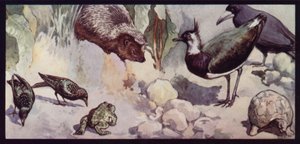 Solucan ve Sümüklüböceğin Düşmanları (renkli taş) by Edwin Noble