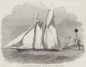 Royal Thames Yat Kulübü Schooner Maçı, Fare Hafif Gemisini Yuvarlayan Köpekbalığı
