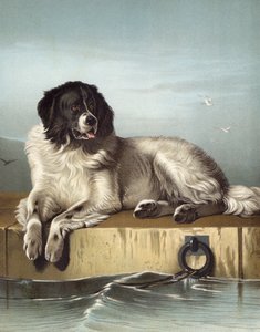 A Distinguished Member Of The Humane Society 
