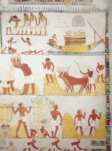 Tahıl, fresk, güney kanadı, enine oda, Theban Tomb TT69, Sheikh Abd el-Qurna, Thebes (Unesco Dünya Mirası Listesi) için tekne ve hasat, toplama, taşıma ve işleme sahneleri by Egyptian 18th Dynasty