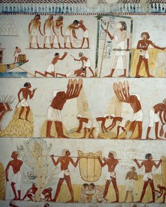 Mahsul hasadı, tahılların harmanlanması ve harmanlanması, Menna Mezarı, Şeyh Abd el Qurnah Nekropolü, Luksor, Thebes (Unesco Dünya Mirası Listesi) girişindeki fresklerden detay by Egyptian 18th Dynasty