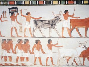 Çobanlar ve sığırlar, fresk, güney duvarı, boylamasına oda, Theban Mezarı TT69, Şeyh Abd el-Qurna, Thebes (Unesco Dünya Mirası Listesi) by Egyptian 18th Dynasty