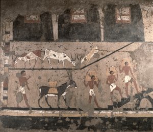 Tarım sahnesi, Sakkara, Eski Krallık