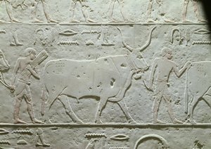 Boğayı yöneten çoban, Akhethotep