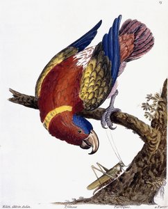 Bir Papağan, 1731-1738