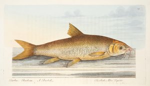 A Treatise on Fish and Fish-ponds