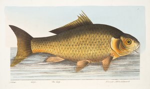 A Treatise on Fish and Fish-ponds