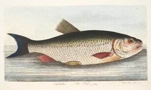 Chub, A Treatise on Fish and Fish-ponds, pub