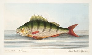 Levrek, A Treatise on Fish and Fish-ponds, pub