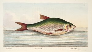 A Treatise on Fish and Fish-ponds