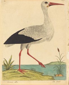 Leylek Ciconia Alba, 17311738