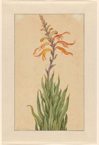 Crocosmia (Montbretia) by Elias van den Broeck (signed by artist)