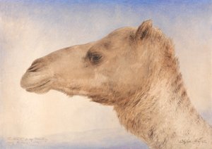 Sanatçının Dromedary'sinin Portresi