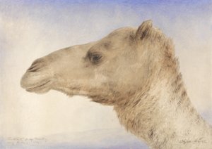 Sanatçıların Portresi Dromedary, 1862 (kağıt üzerinde grafit üzerinde wc)
