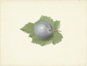 Bir yaprak üzerinde erik by Elisabeth Geertruida van de Kasteele