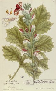 Acanthus Branca Ursina, 1757