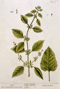 Balm, levha 27, 