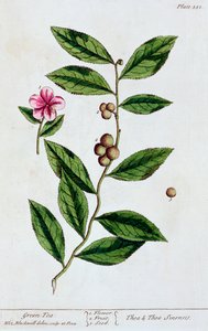 Yeşil çay, 1782 by Elizabeth Blackwell