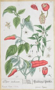 Guinea Pepper (Piper Indicum) plakası 129, 'A Curious Herbal'in Almanca baskısından, 1757'de yayınlandı