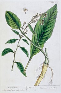 yaban turpu, 1782 by Elizabeth Blackwell