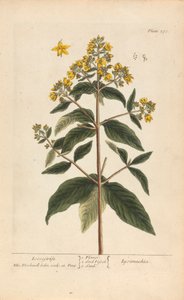 Lysimachia (Loosestrife), 'A Curious Herbal'dan Plate 278, cilt II, Londra, 1737 by Elizabeth Blackwell