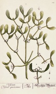 Meraklı Bir Bitkiden Ökseotu, 1782
