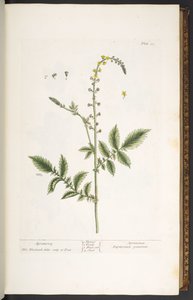 Tabak 21, Agrimony, 