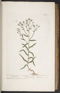 "Meraklı Bir Bitki"den 276 numaralı plaka by Elizabeth Blackwell