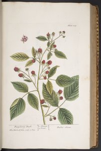 "Meraklı Bir Bitki"den 289 numaralı plaka by Elizabeth Blackwell