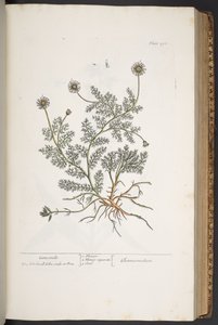 "Meraklı Bir Bitki"den 298 numaralı plaka by Elizabeth Blackwell
