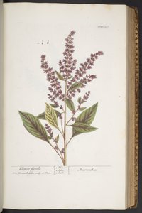 Plaka 317, Çiçek Nazik veya Amaranthus, 