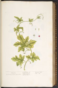 Plaka 37, Bryony, 