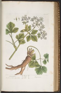Levha 408, Alexanders, 