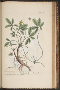 Levha 454, Cinquefoil, 