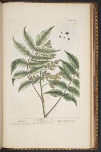 "Meraklı Bir Bitki"den 486 numaralı plaka by Elizabeth Blackwell