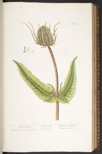 Plaka 50, Yabani Teasel, 