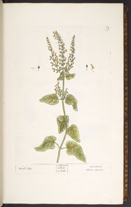 Tabak 9, Ağaç Adaçayı, 