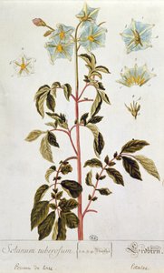 Patates Çiçekleri, 