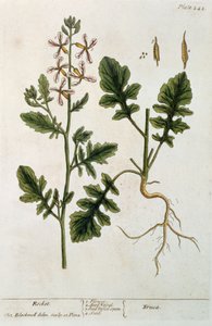 Roket, 'A Curious Herbal'dan levha 242, 1782'de yayınlandı (renkli gravür)
