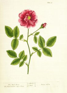 Gül: Gallica, 