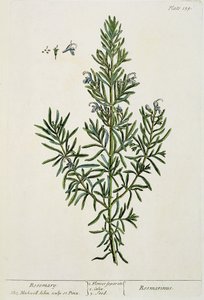 Rosmarinus Officinalis, 'A Curious Herbal'dan, 1782 (renkli gravür) by Elizabeth Blackwell