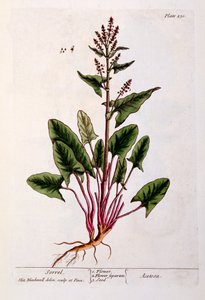 Kuzukulağı, levha 230, 