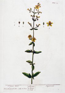 Sarı kantaron, 1782 by Elizabeth Blackwell