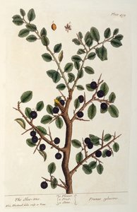 Sloe Ağacı, 'The Curious Herbal'dan 494 numaralı plaka, 1782'de yayınlandı (renkli gravür) by Elizabeth Blackwell