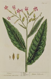 Tütün, levha 146, 
